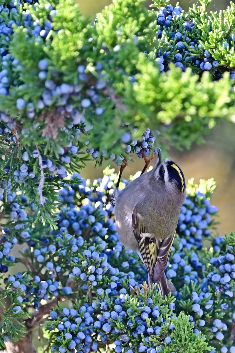 Golden-crowned Kinglet - ML610407853