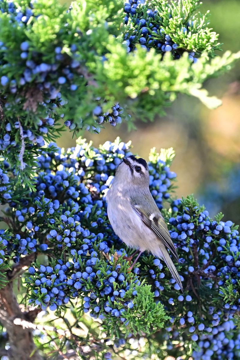 Golden-crowned Kinglet - ML610407855