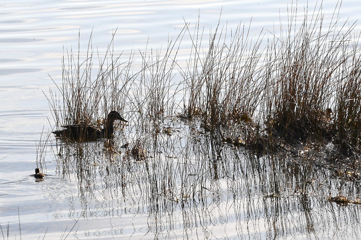 Canard à sourcils - ML610407859