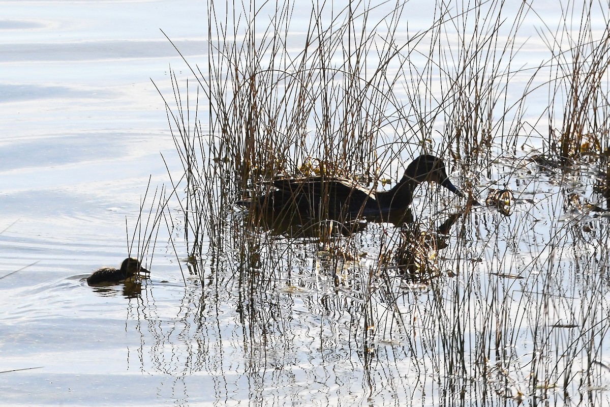 Canard à sourcils - ML610407860