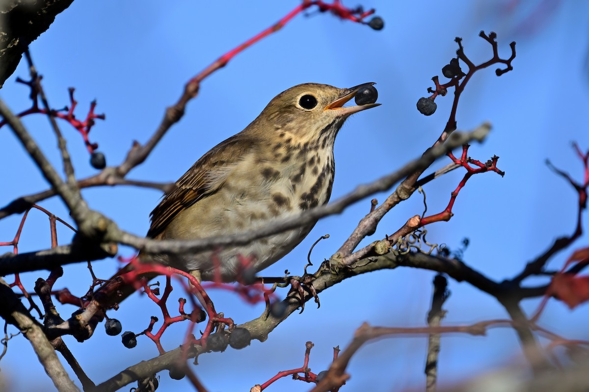 Hermit Thrush - ML610407862