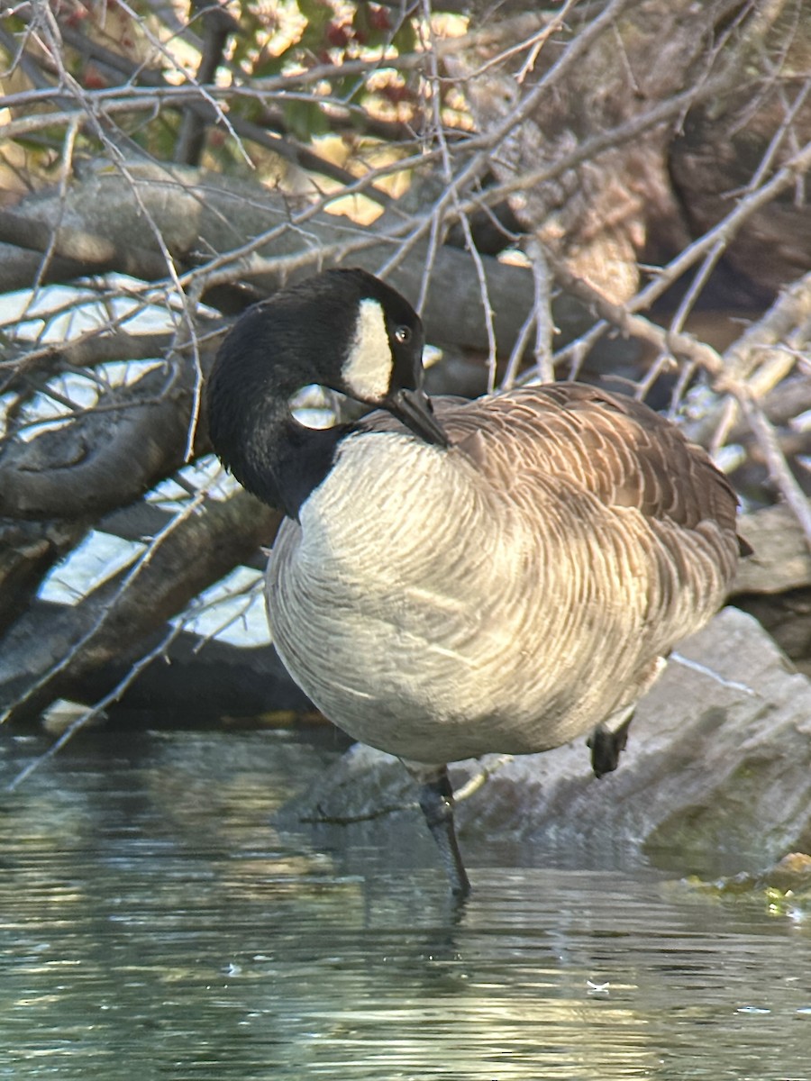 Canada Goose - Andrew Whetten