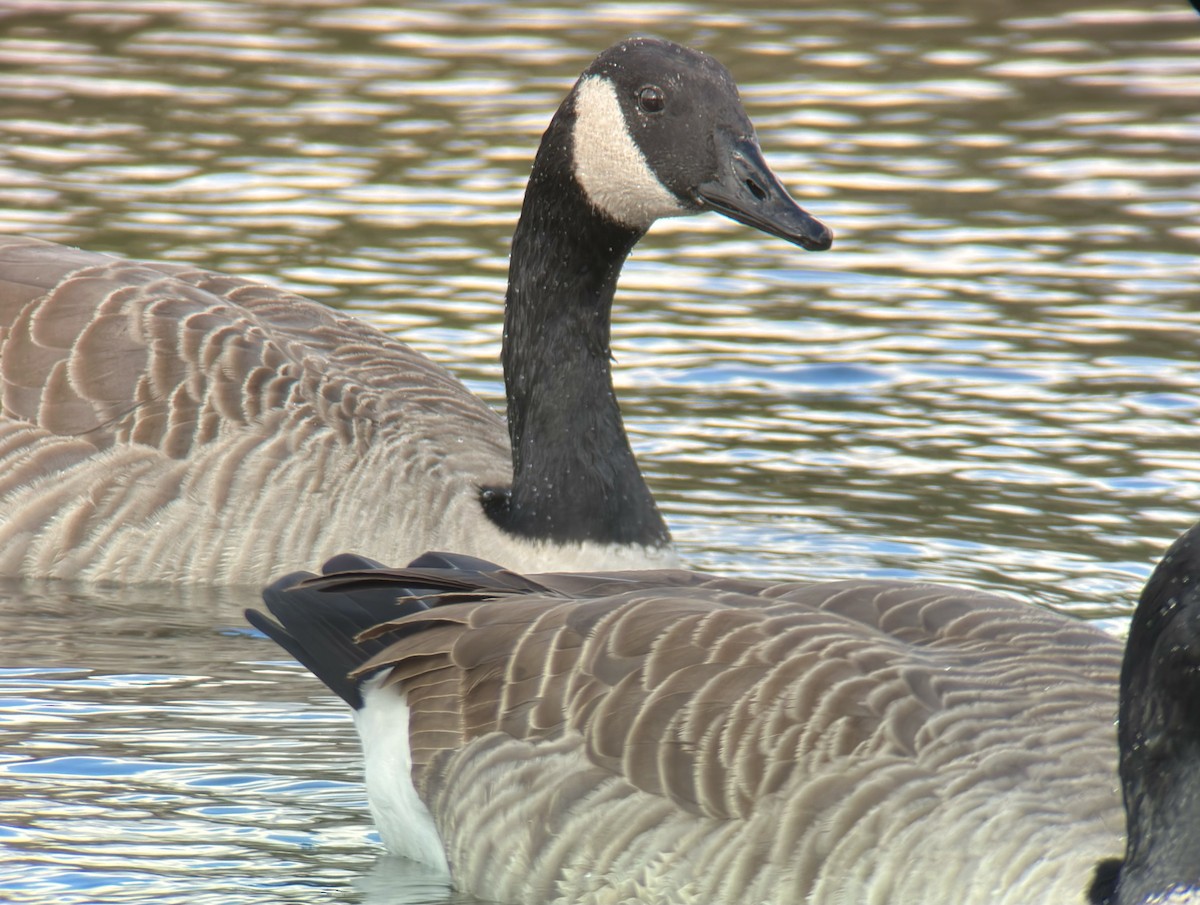 Canada Goose - Andrew Whetten