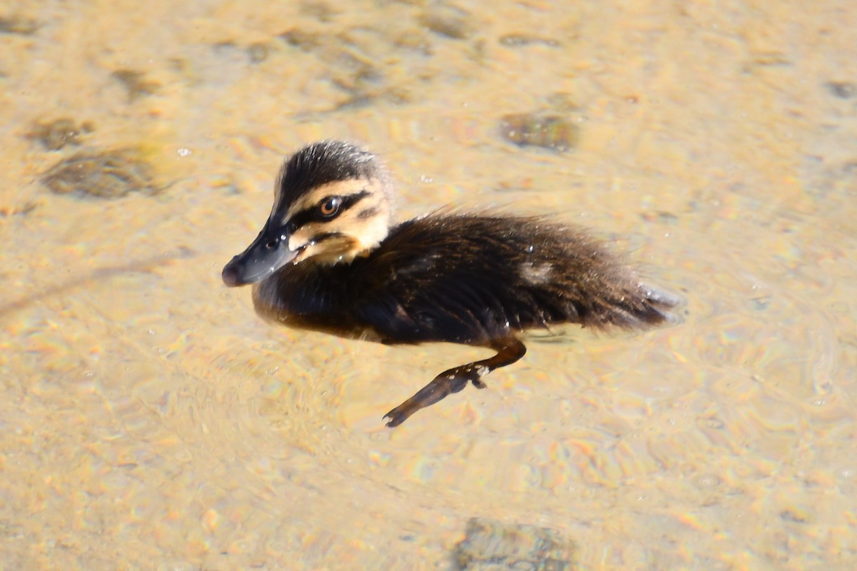 Pacific Black Duck - ML610407871