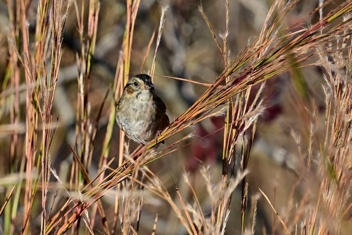 Болотная зонотрихия - ML610407891