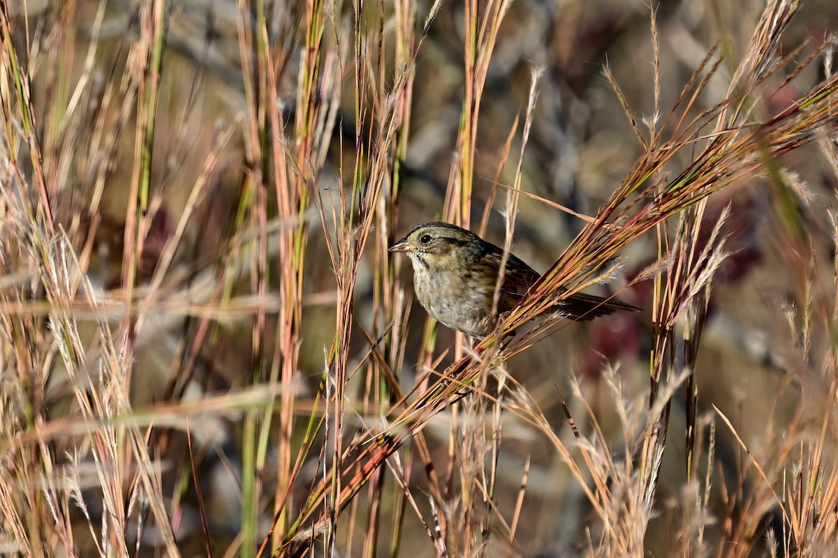 Болотная зонотрихия - ML610407892