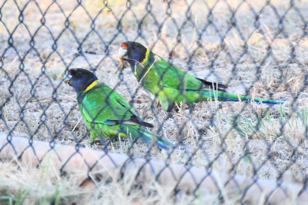 Australian Ringneck (Twenty-eight) - ML610407893