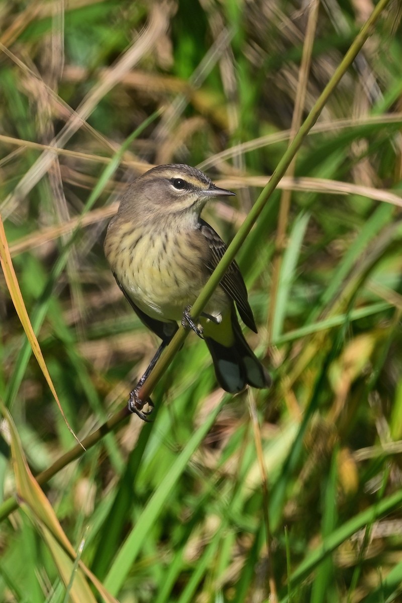 Palm Warbler - Eileen Gibney