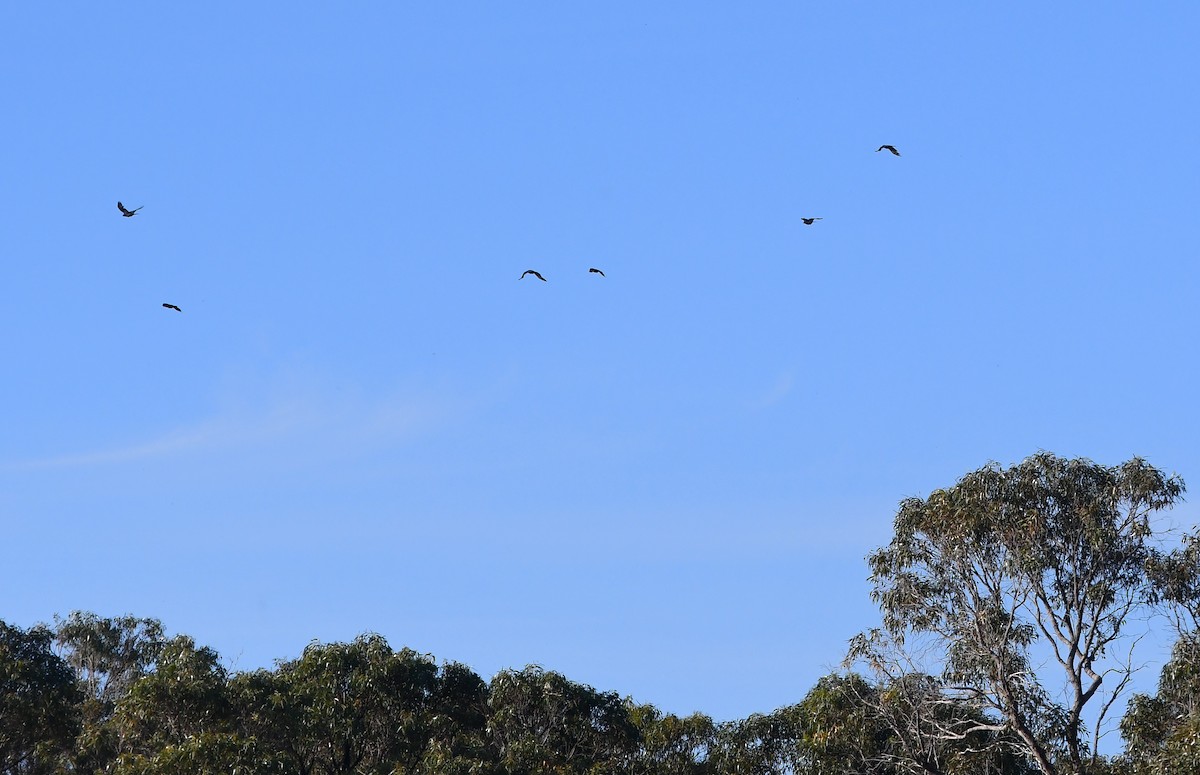 Corbeau d'Australie - ML610407932