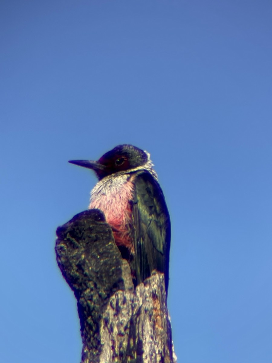 Lewis's Woodpecker - ML610408014