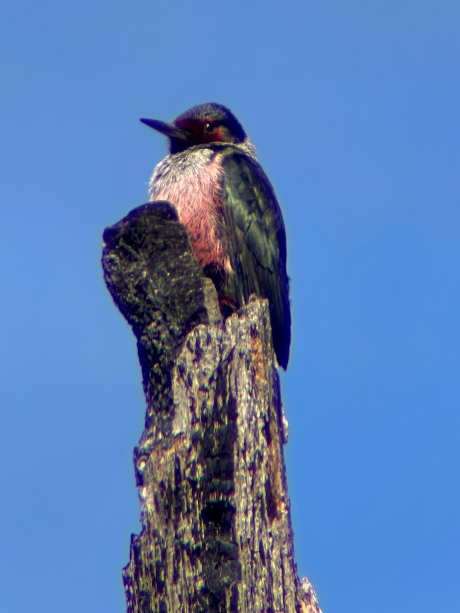 Lewis's Woodpecker - ML610408016