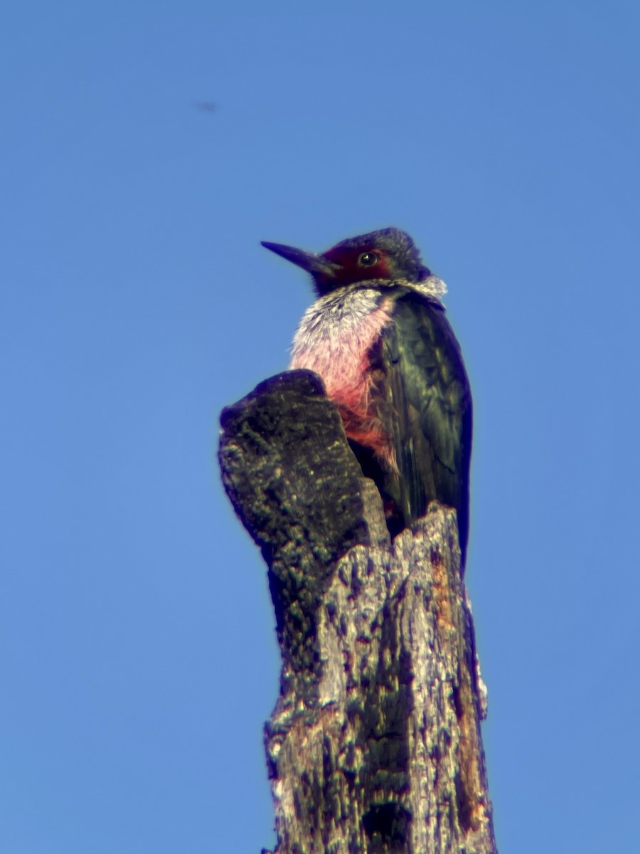 Lewis's Woodpecker - ML610408020