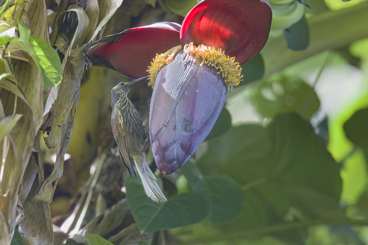 White-streaked Friarbird - ML610408037