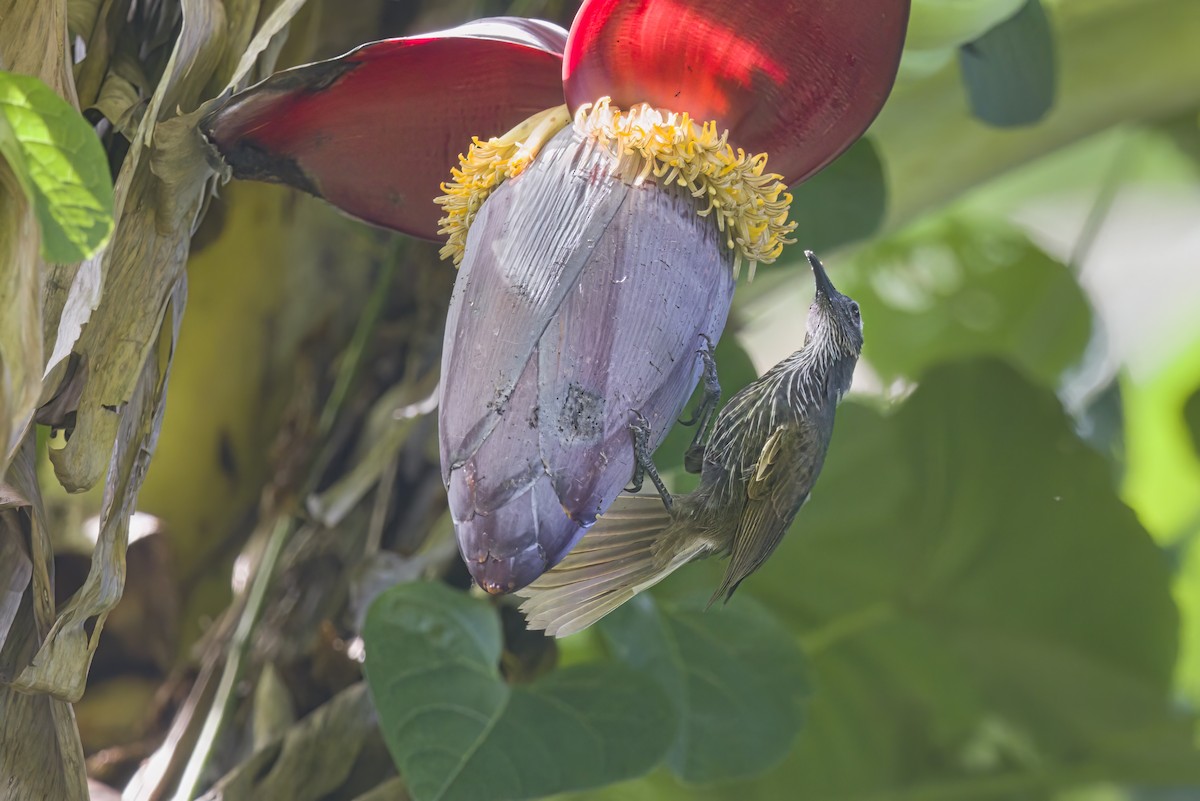 White-streaked Friarbird - ML610408038