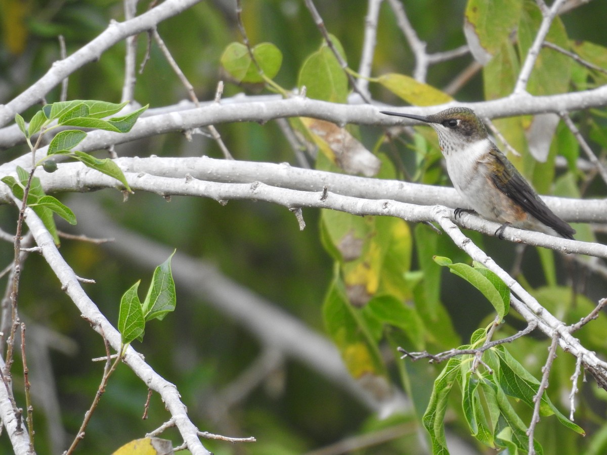 Ruby-throated Hummingbird - Amy Lyyski