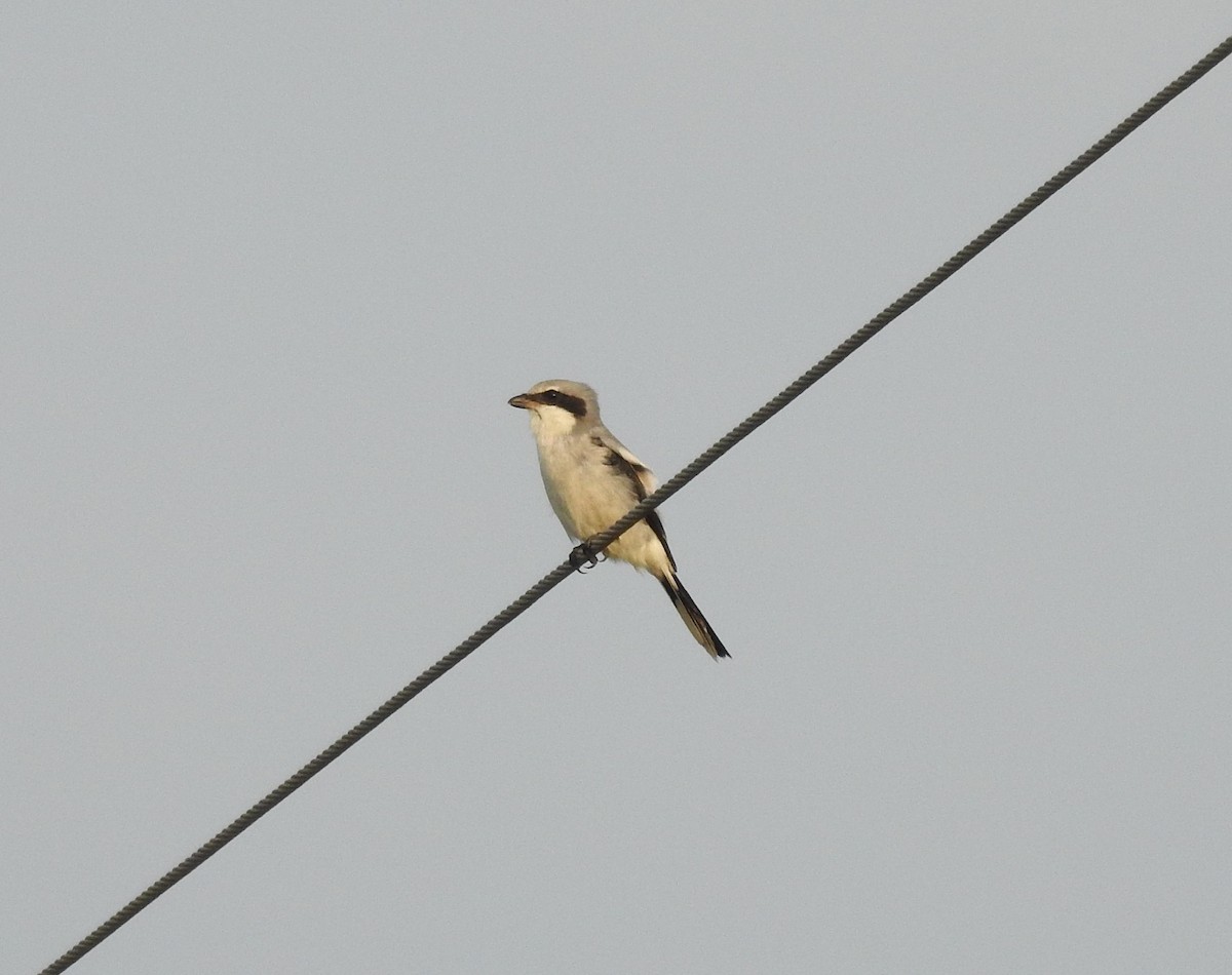 Loggerhead Shrike - Amy Lyyski