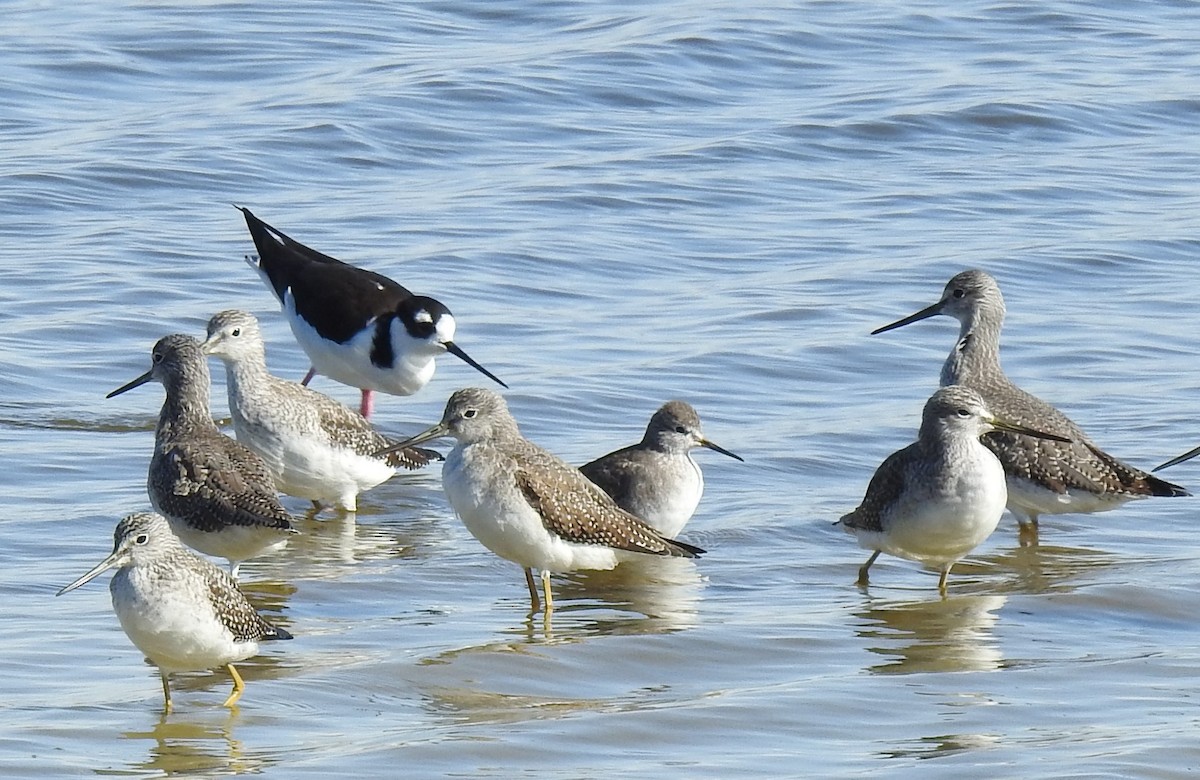 gulbeinsnipe - ML610408353