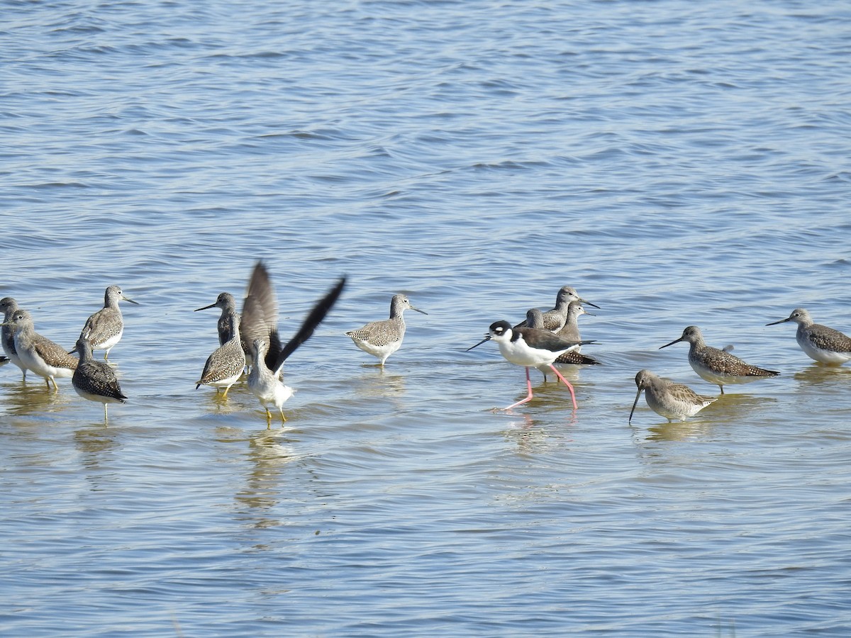 gulbeinsnipe - ML610408355