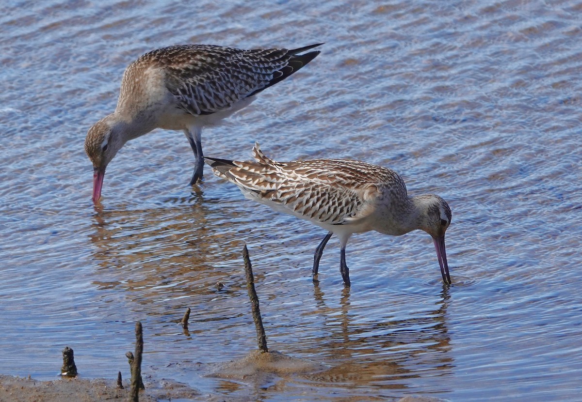 Bar-tailed Godwit - ML610408391