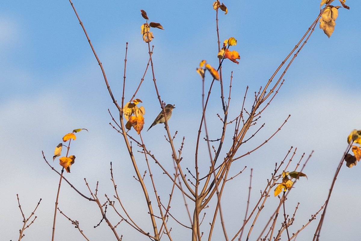 Western Wood-Pewee - ML610408414