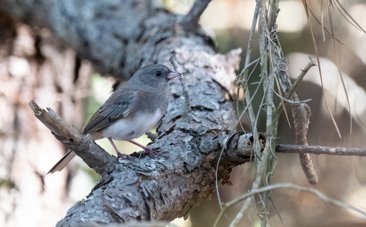 Dark-eyed Junco - ML610408467