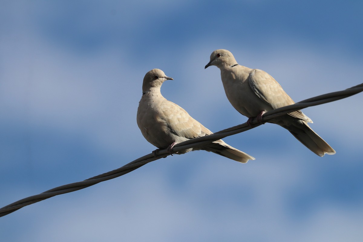 Eurasian Collared-Dove - Susan Szeszol