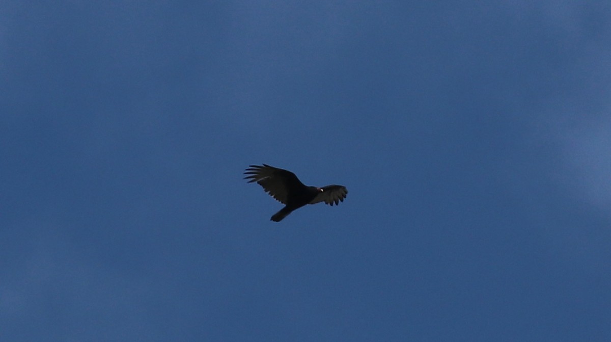 Turkey Vulture - ML610408616