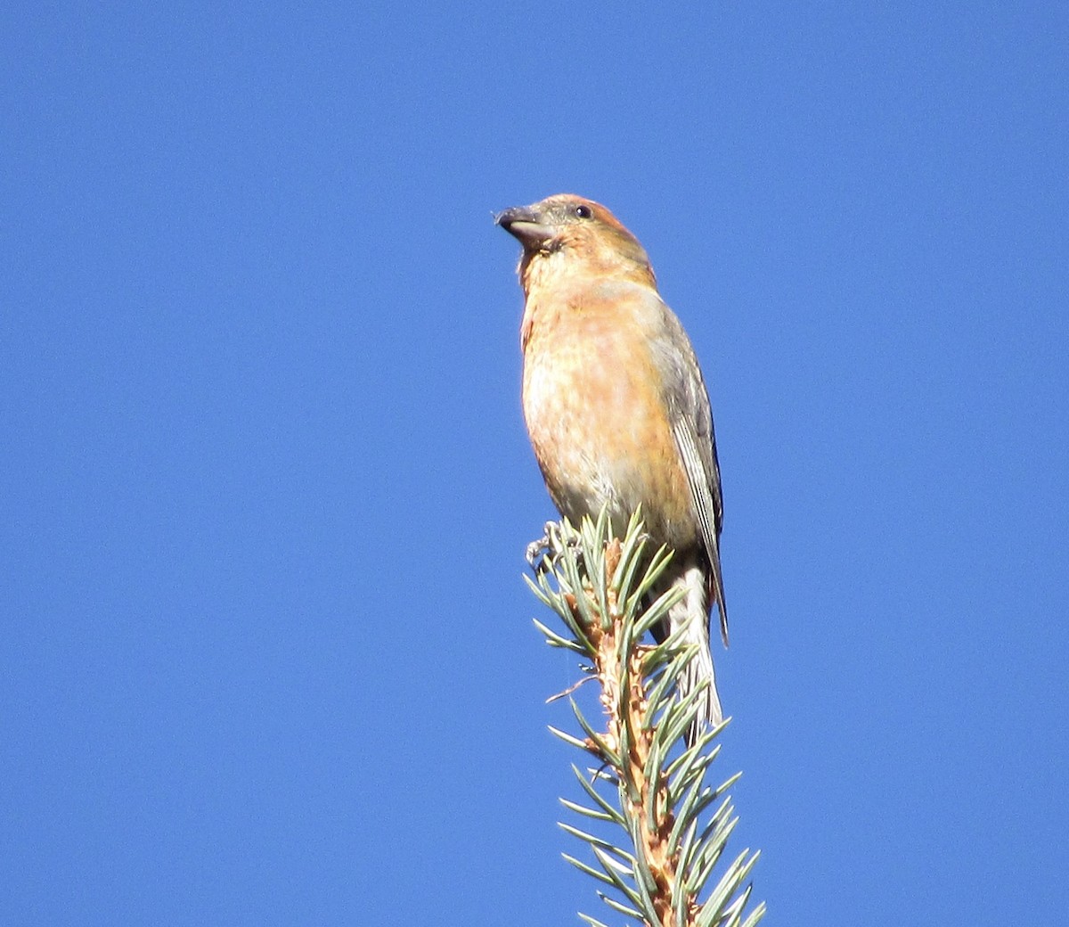 Bec-croisé des sapins - ML610408734