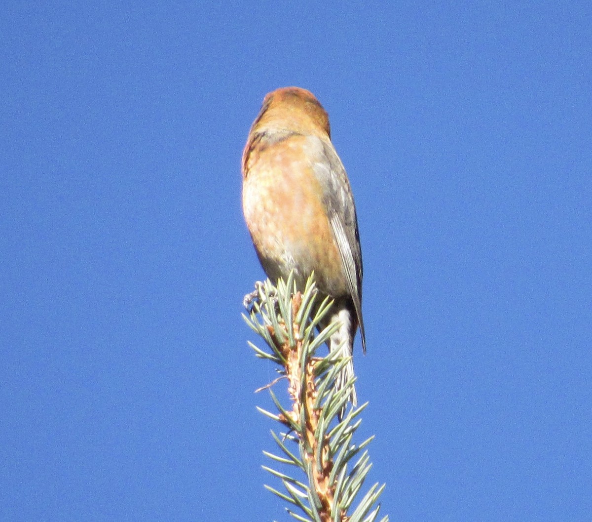 Bec-croisé des sapins - ML610408735