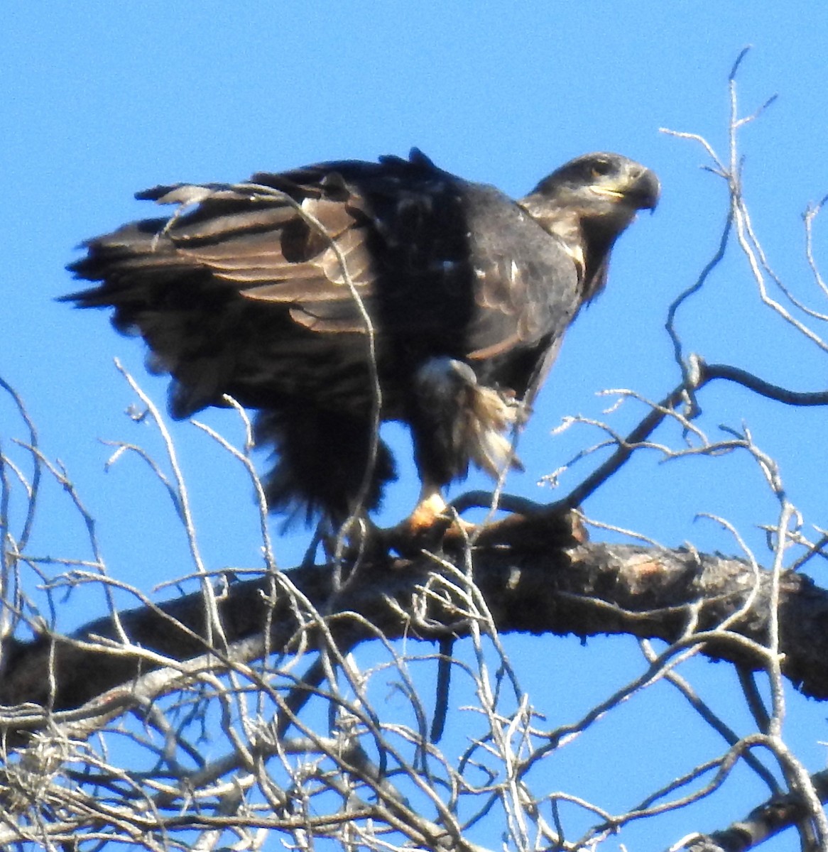 Golden Eagle - ML610408951