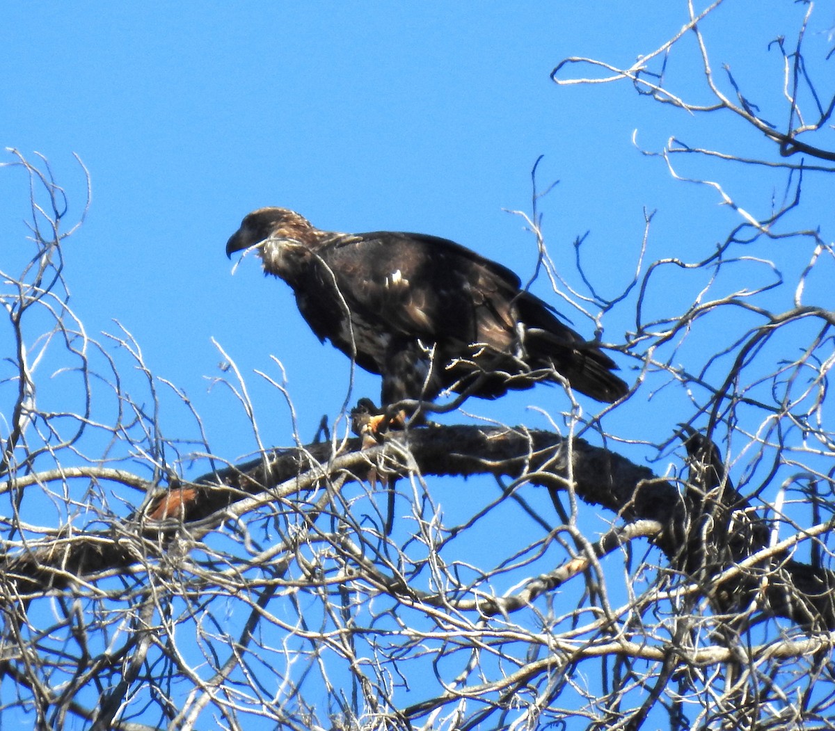 Golden Eagle - ML610408964