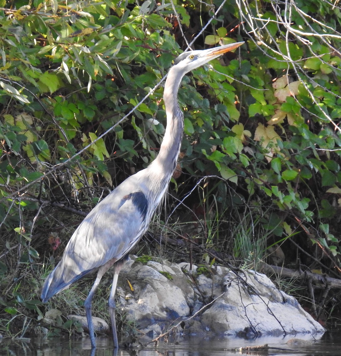 Great Blue Heron - ML610408969