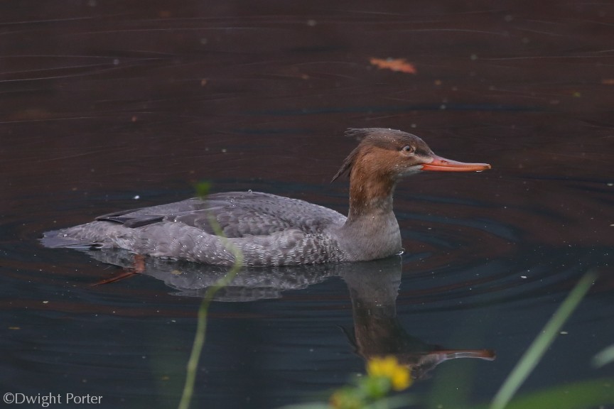 Red-breasted Merganser - Dwight Porter