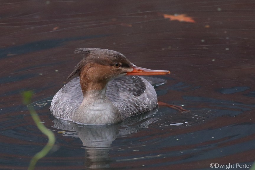 Red-breasted Merganser - ML610408989