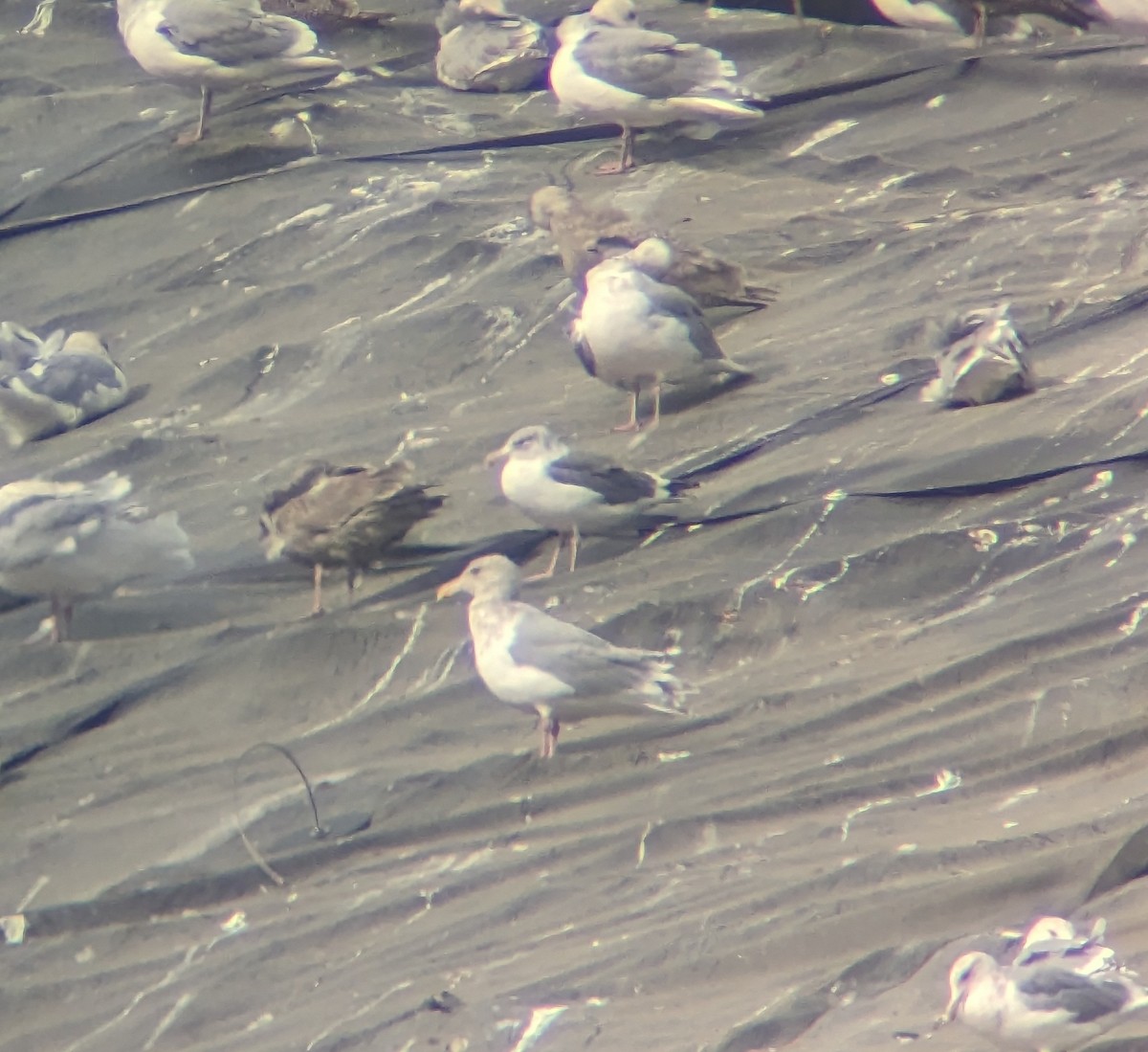 Lesser Black-backed Gull - ML610409061