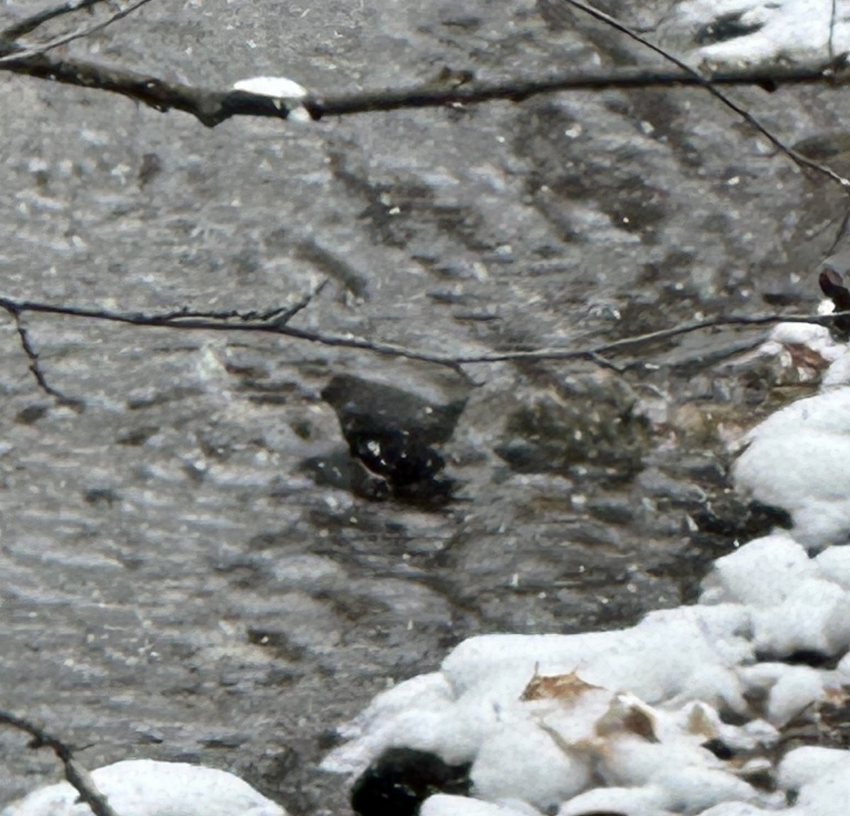 American Dipper - Judy Tsiang