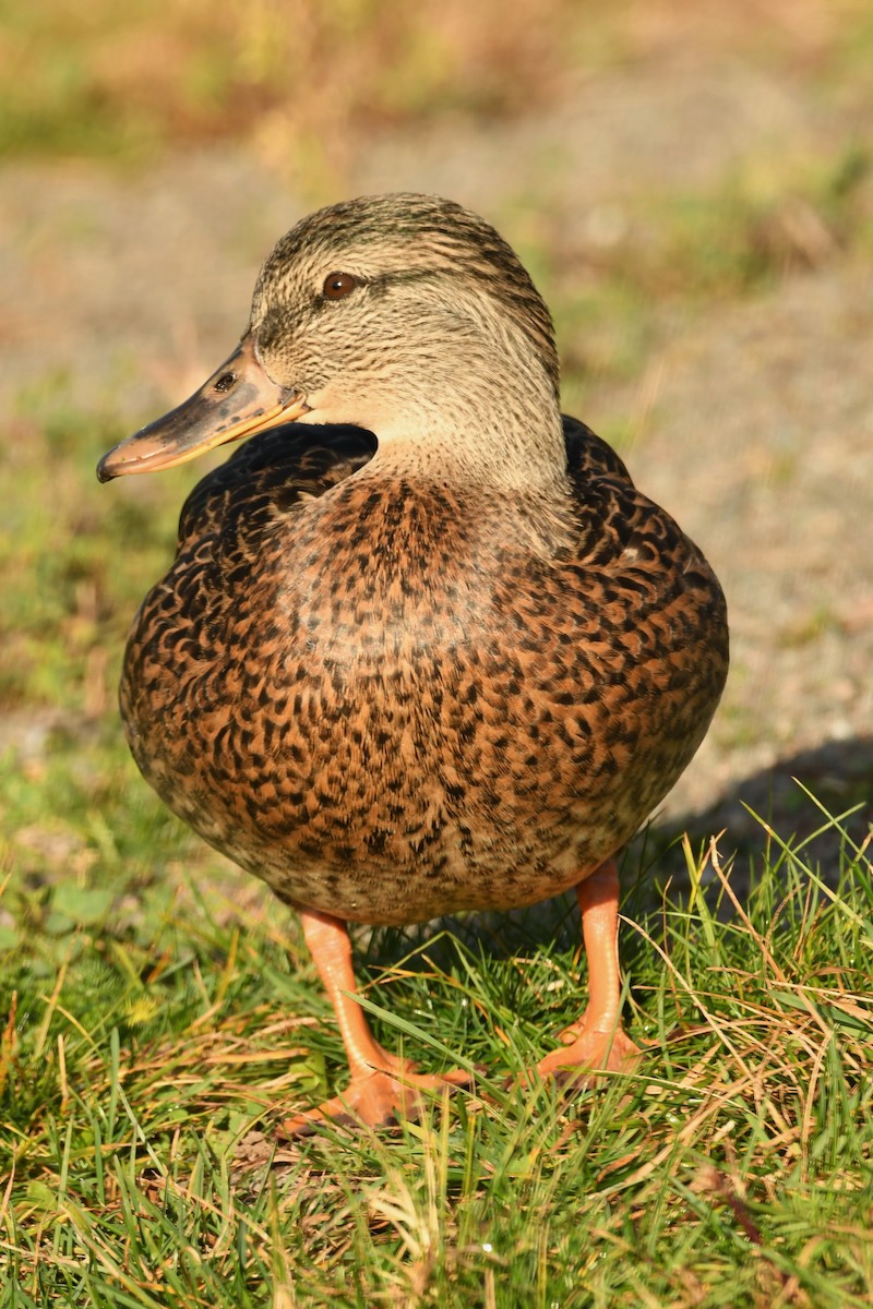 Mallard - ML610409105