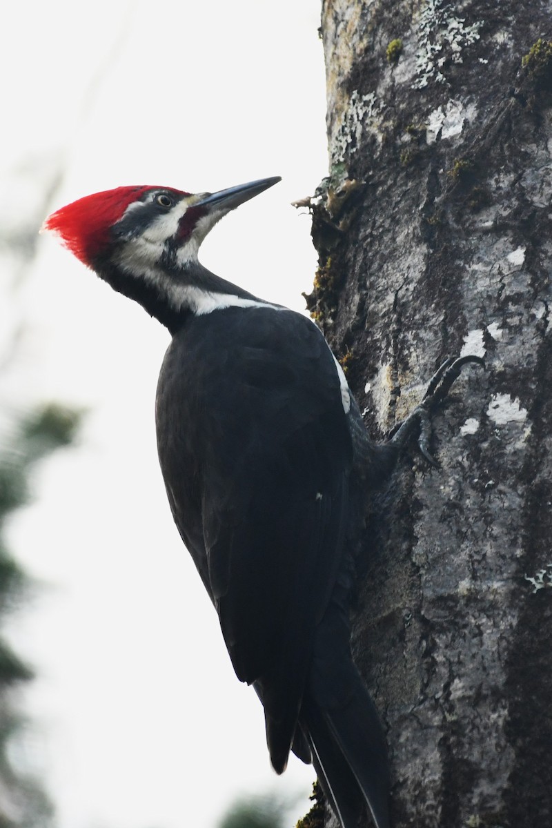 Pileated Woodpecker - Marc Poirier