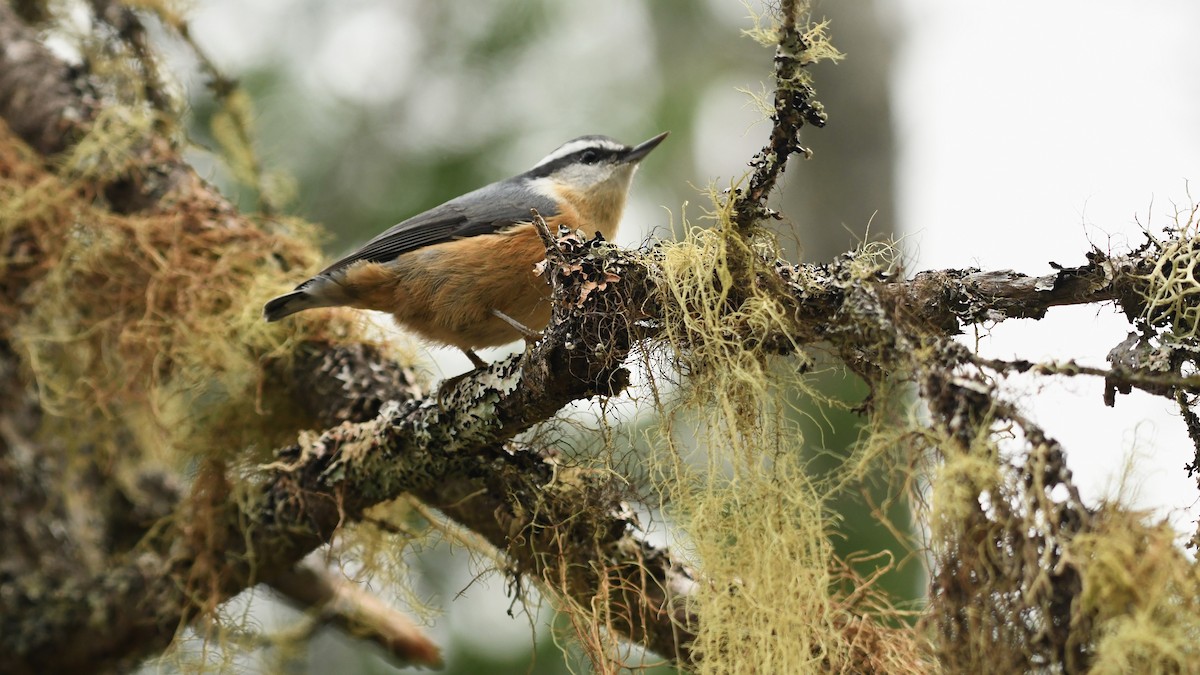 Red-breasted Nuthatch - Marc Poirier