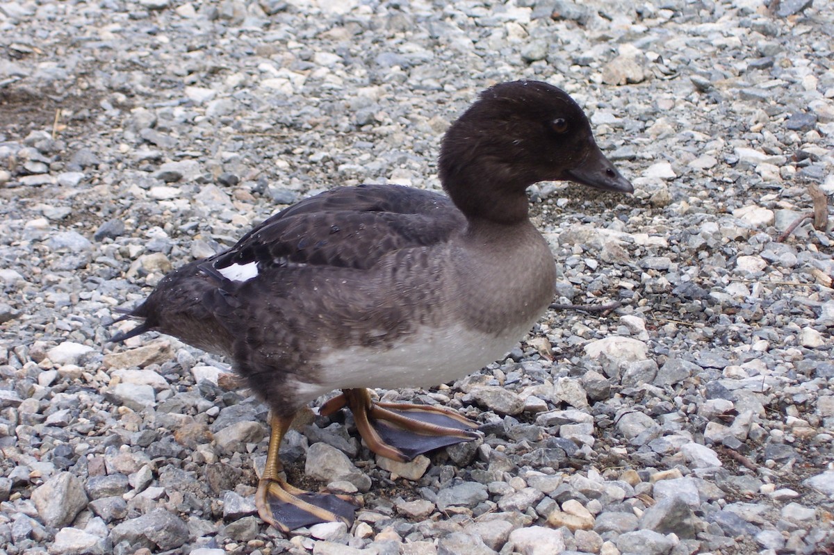 Barrow's Goldeneye - ML610409151