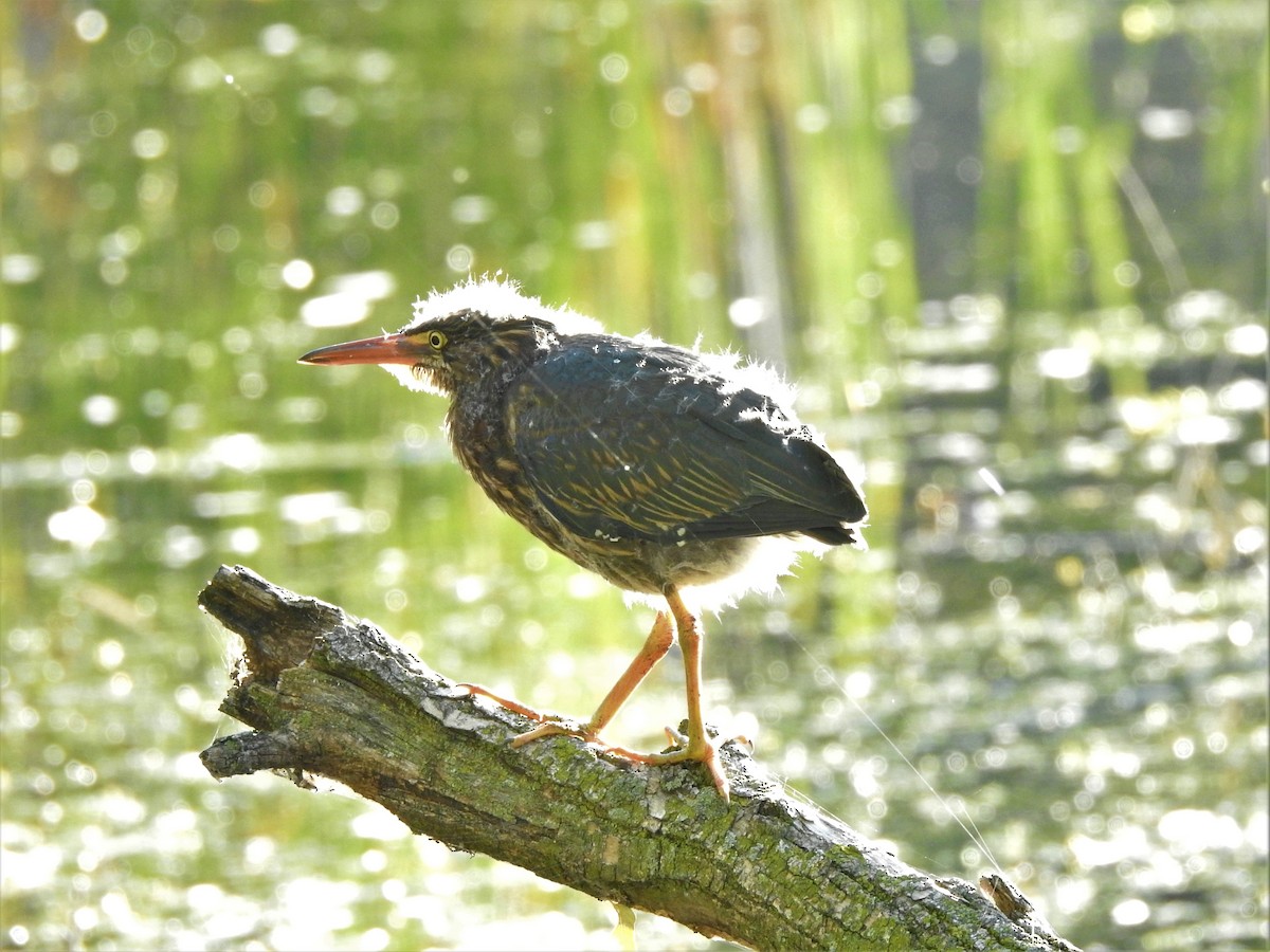 Green Heron - ML610409181