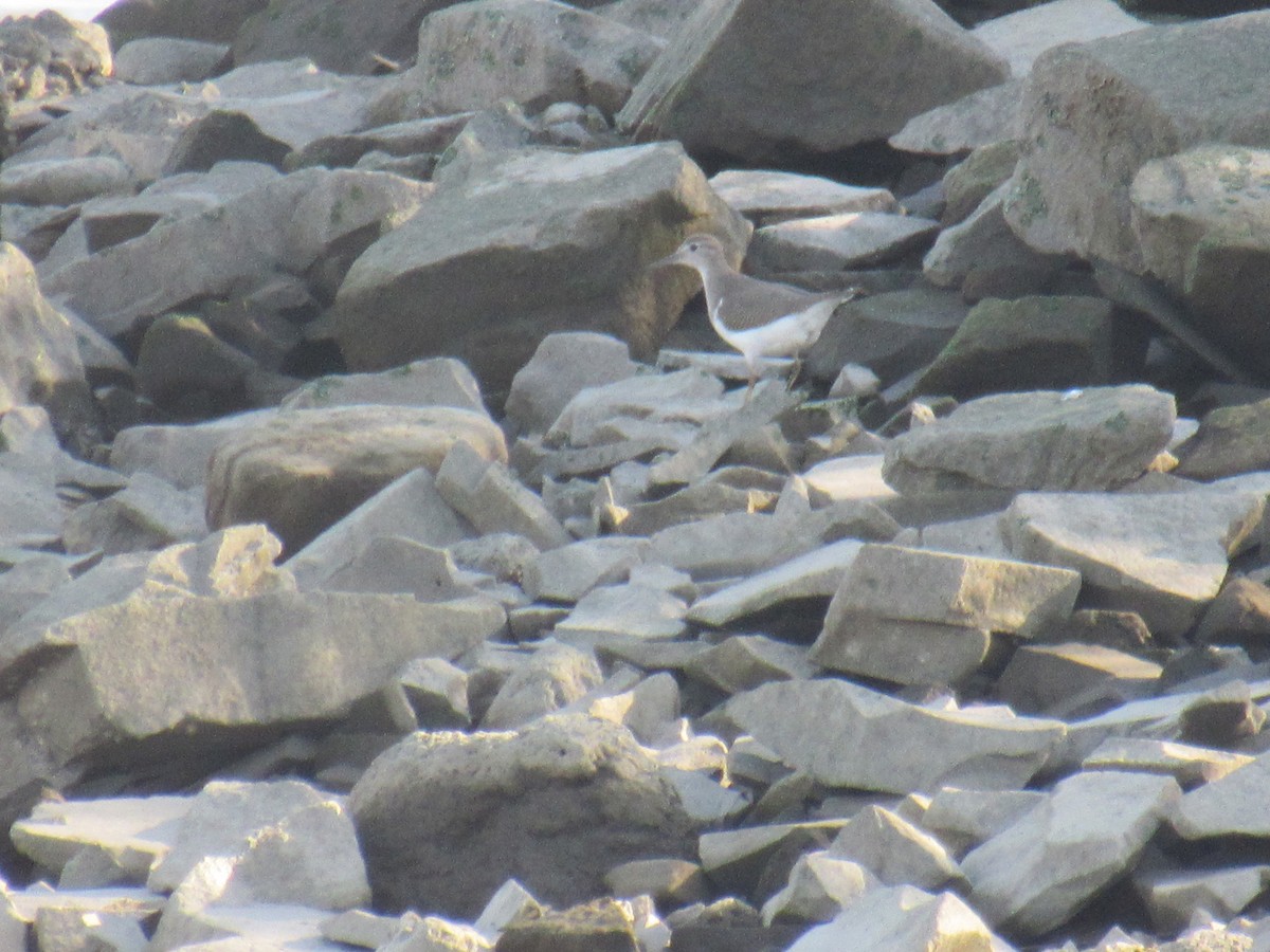 Spotted Sandpiper - ML610409219