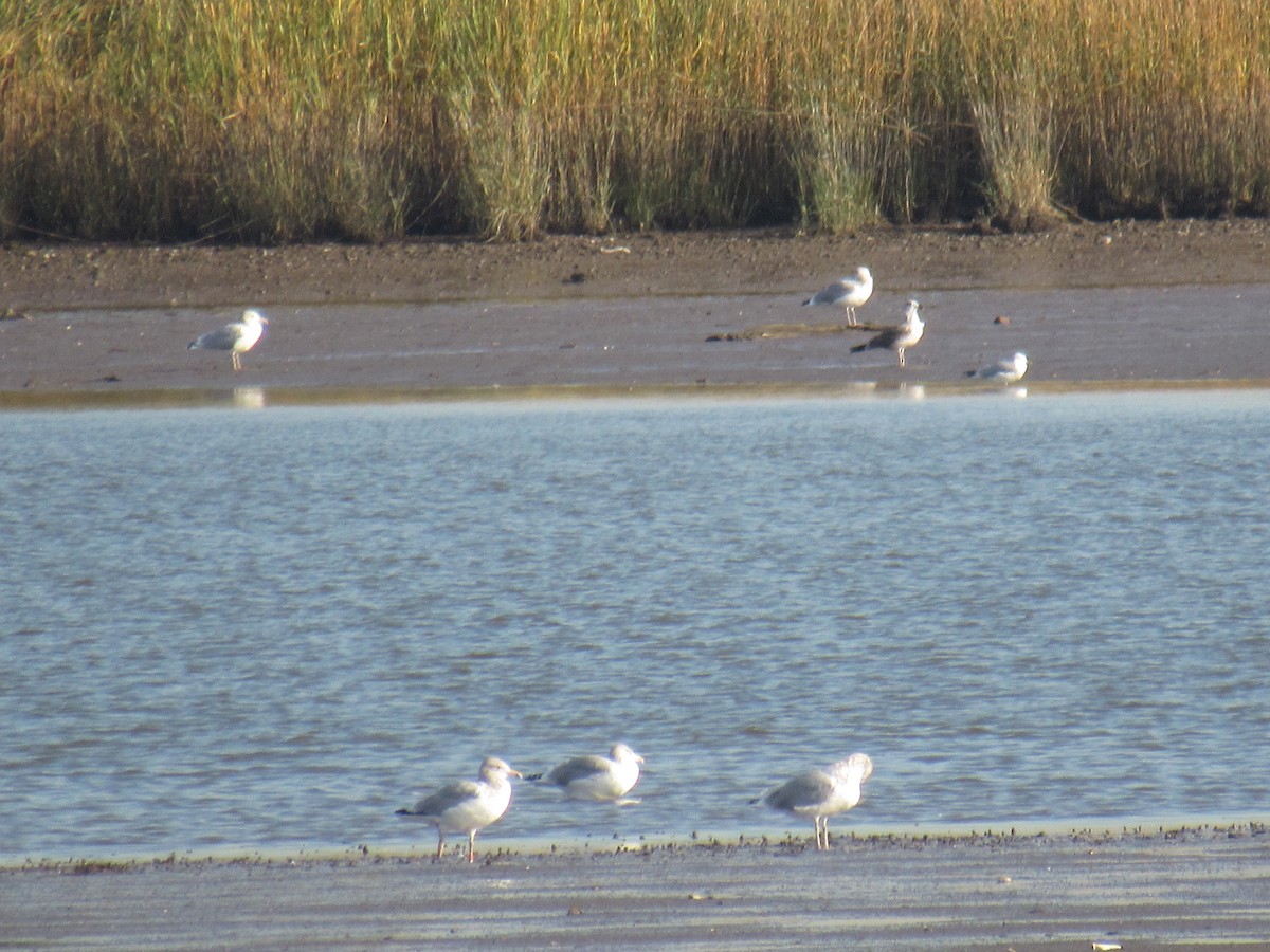 Lesser Black-backed Gull - ML610409241