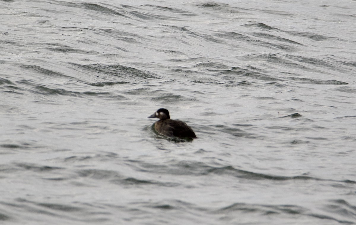 Surf Scoter - ML610409254