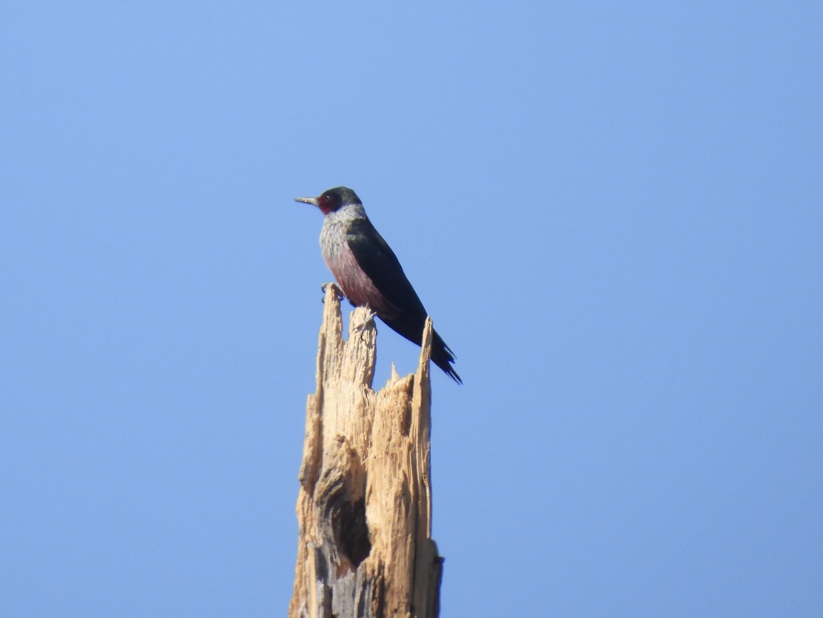 Lewis's Woodpecker - ML610409317