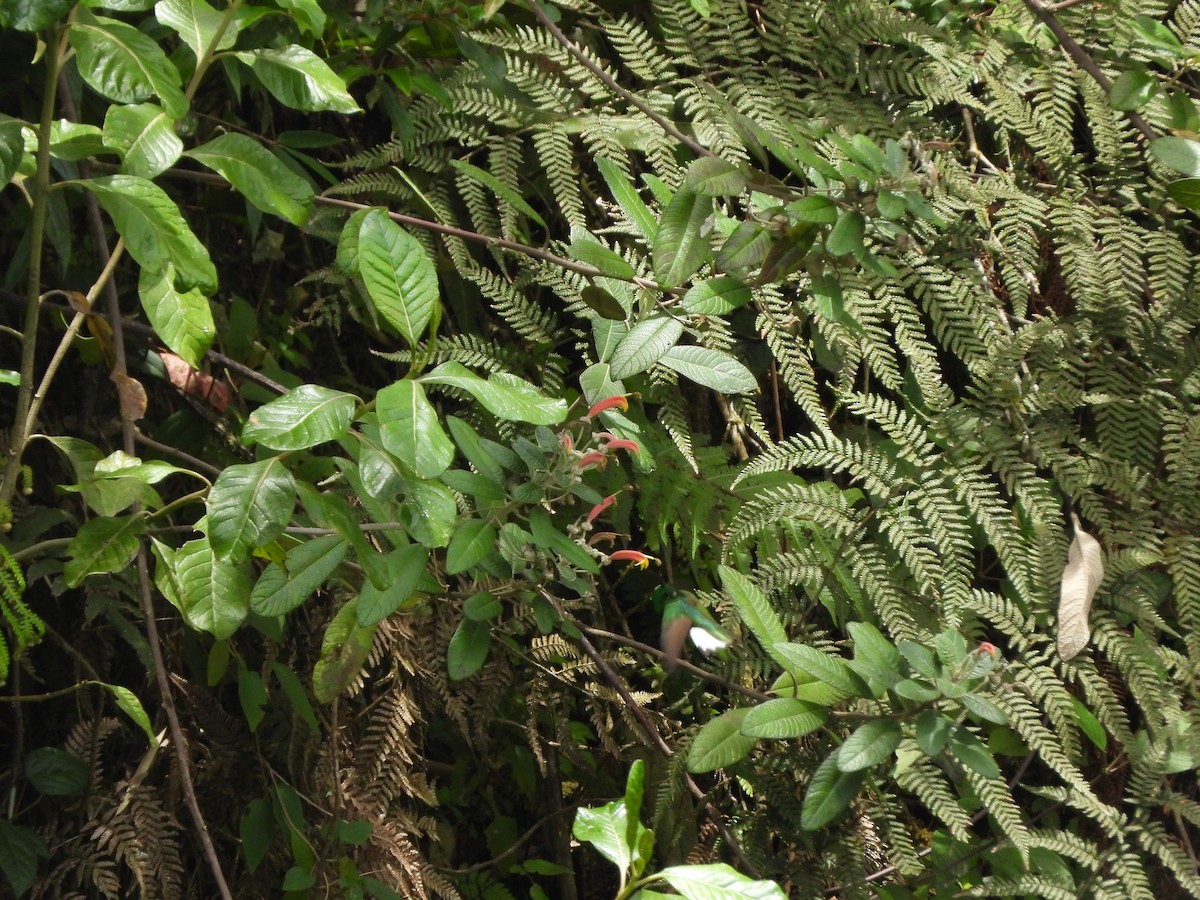 Mountain Velvetbreast - ML610409324