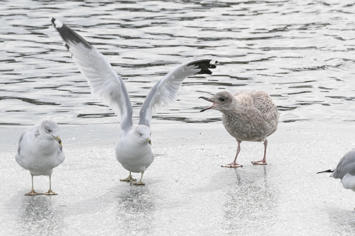 Iceland Gull (Thayer's) - ML610409334