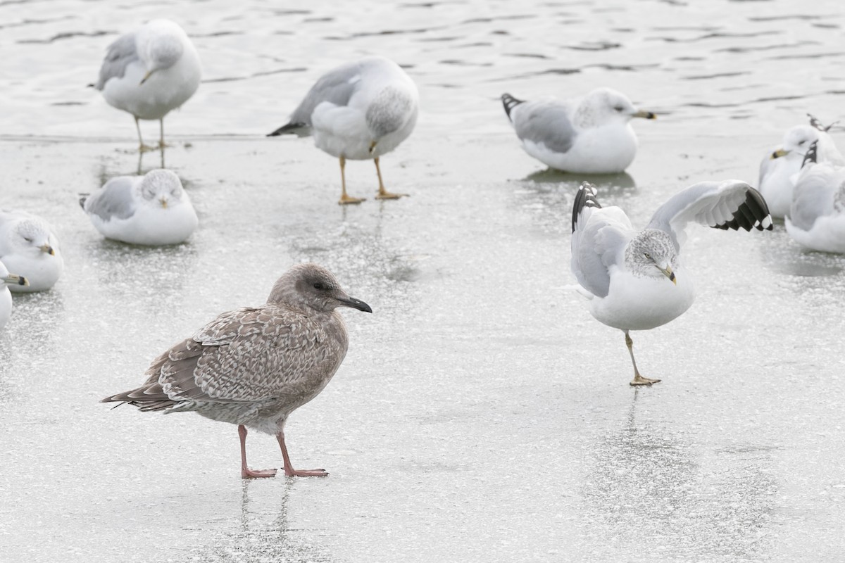 Iceland Gull (Thayer's) - ML610409335