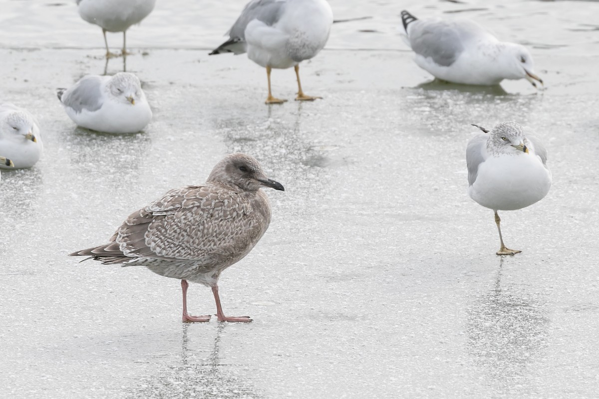 Gaviota Groenlandesa (thayeri) - ML610409336