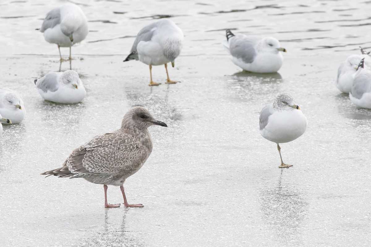 Gaviota Groenlandesa (thayeri) - ML610409337